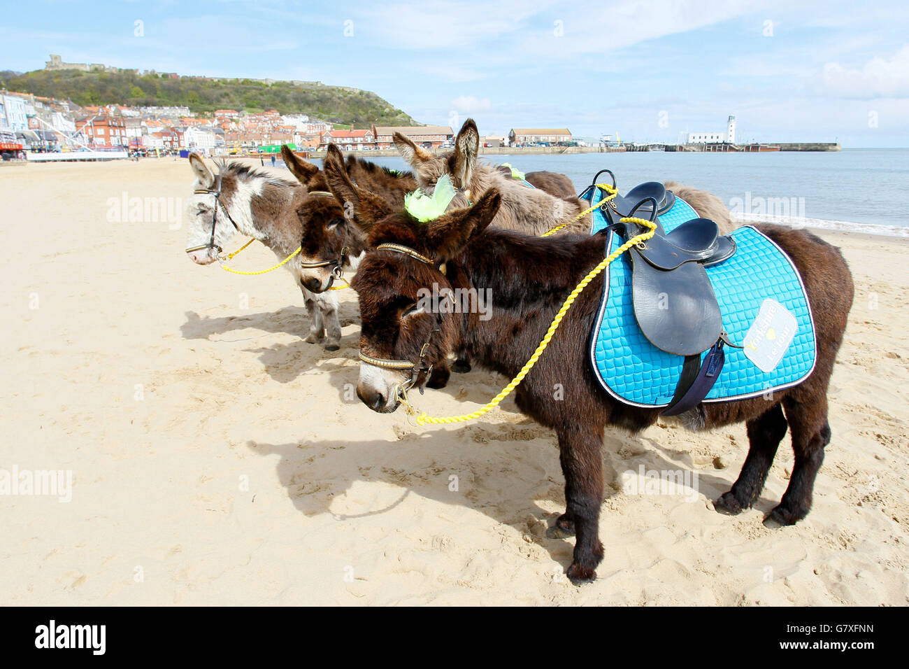Les ânes de la plage de Scarborough portent des motifs Tour de Yorkshire pendant le Tour de Yorkshire entre Bridlington et Scarborough. Banque D'Images