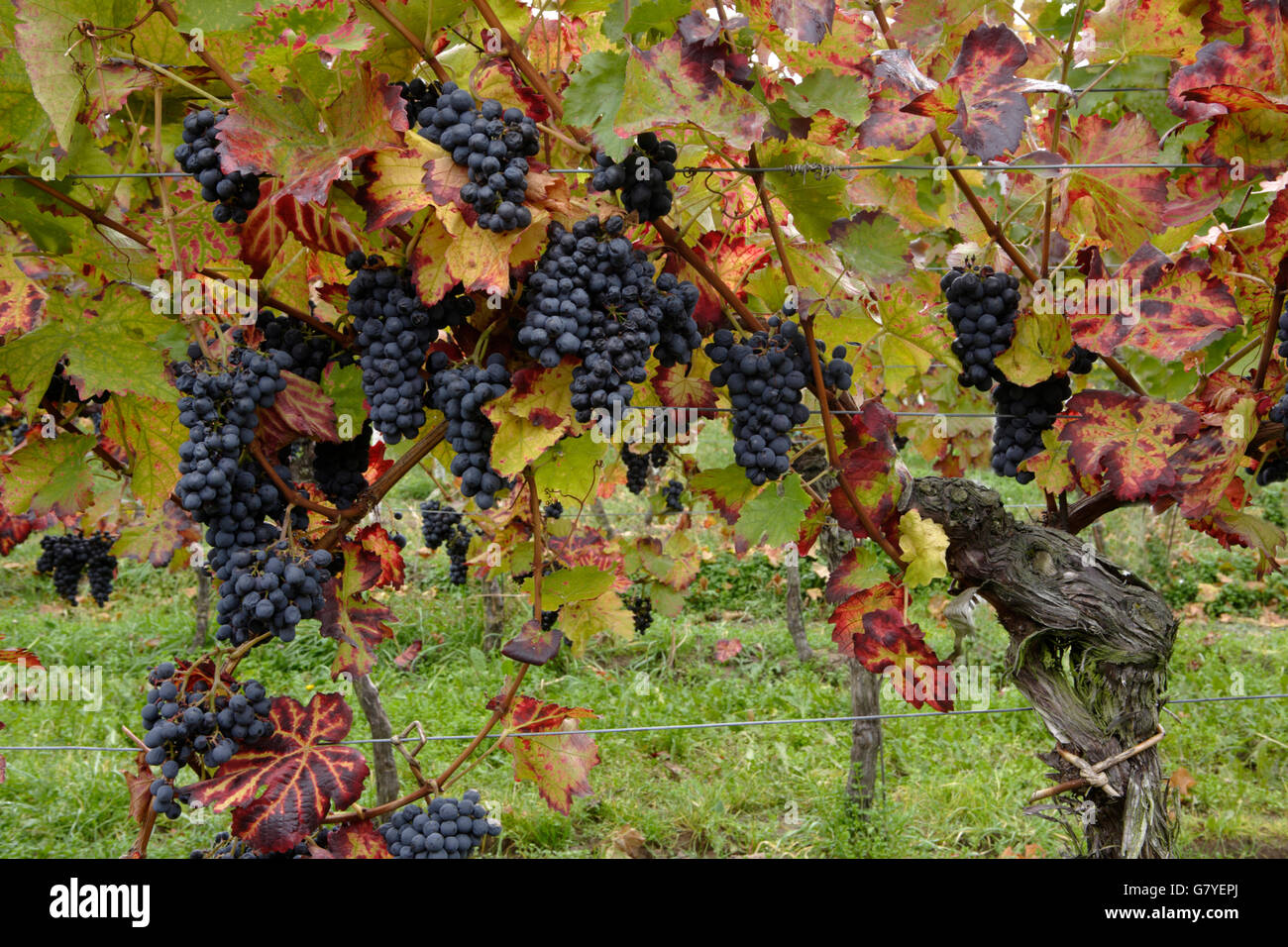 Les raisins, mûrs pour la récolte, le vin de glace, l'automne, le vignoble près de Maikammer, Rhénanie-Palatinat Banque D'Images