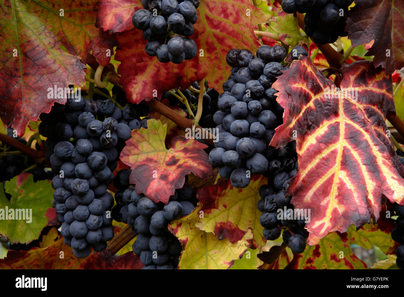 Les raisins, mûrs pour la récolte, le vin de glace, l'automne, le vignoble près de Maikammer, Rhénanie-Palatinat Banque D'Images
