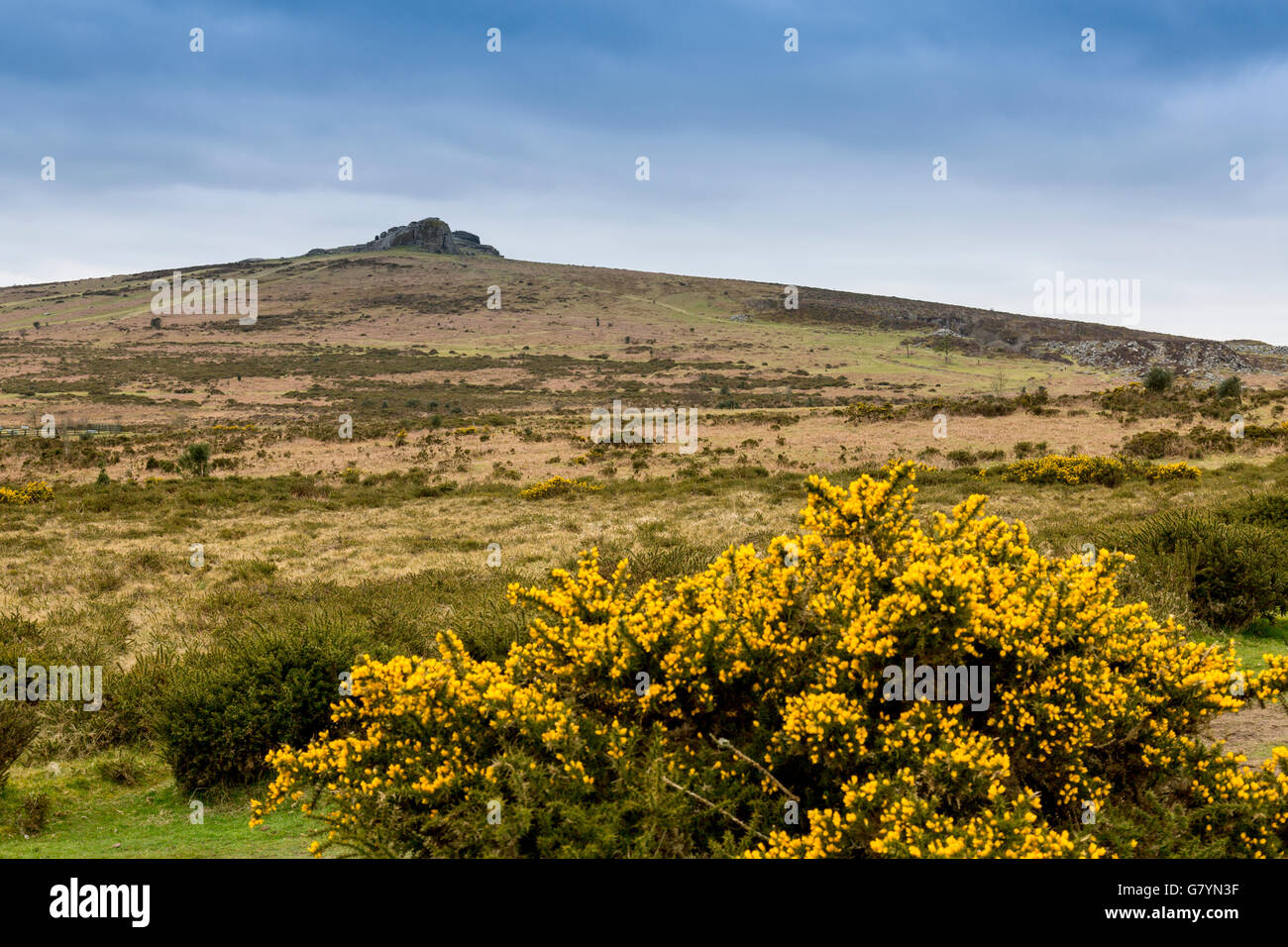 Le granite de foin Tor a été traversé par des millions d'années de vent, pluie, gel, à Dartmoor, dans le Devon, England, UK Banque D'Images