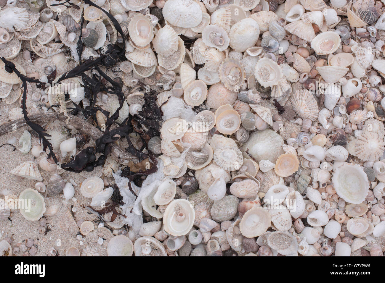 Résumé des rives de sable sec d'algue et une abondance de coquilles. Banque D'Images