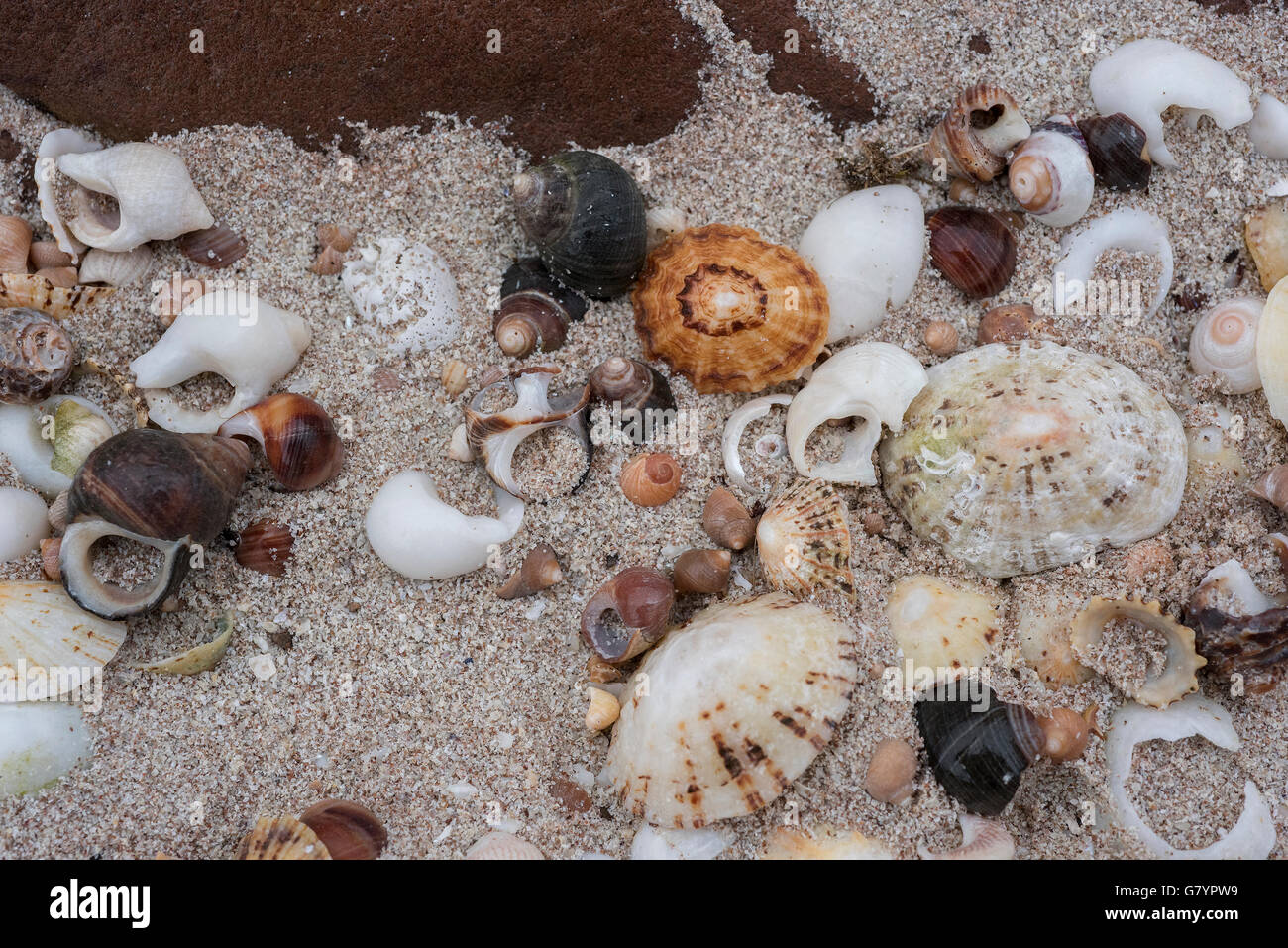 Résumé de coquilles de patelles, casse de coquillages, coquillages de sable et de grès torridon. Banque D'Images