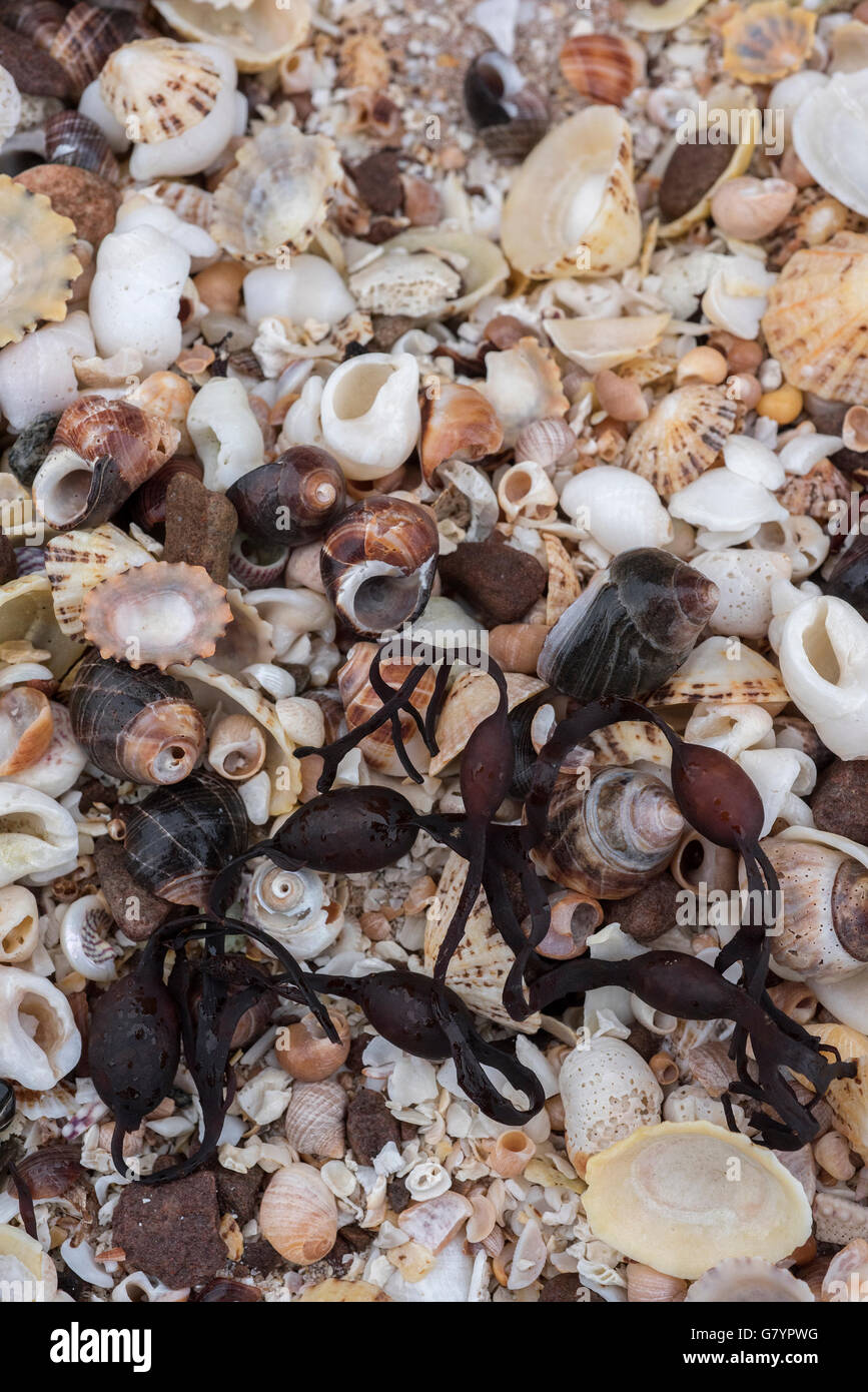 Gouttes de pluie sur les patelles, les bigorneaux, chien, Topshells Welks, et des algues sur le sable de shell se forment tout au modèle. Banque D'Images