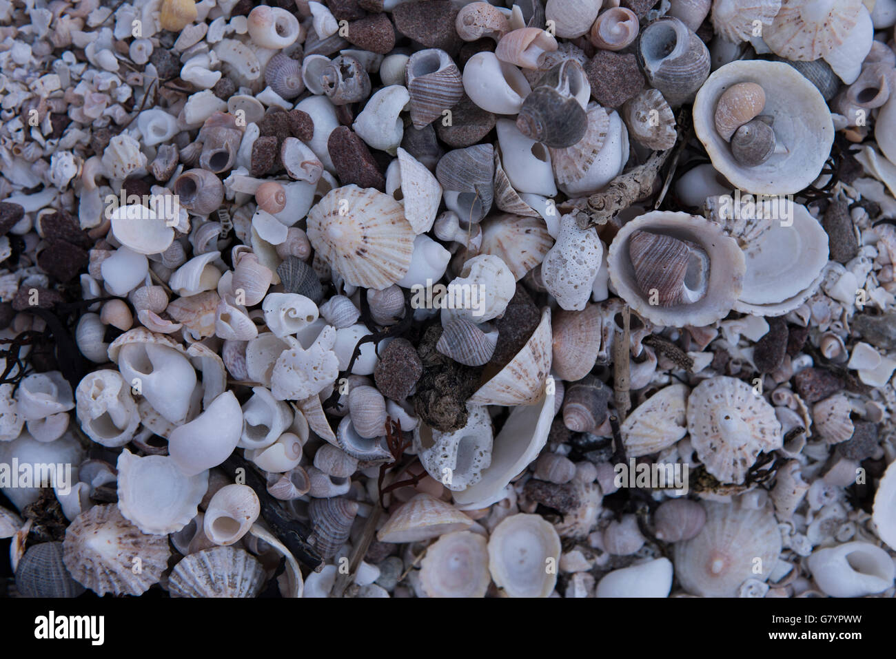 Résumé de centaines d'obus sur la plage tourné en lumière froide composée de patelles, welks, bigorneaux, et topshells. Banque D'Images