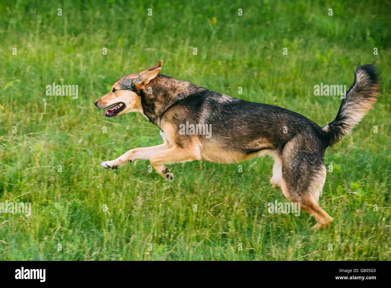 Taille moyenne race mixte chien sur une jambe jouer piscine en été l'herbe. L'exécution de chien heureux Banque D'Images