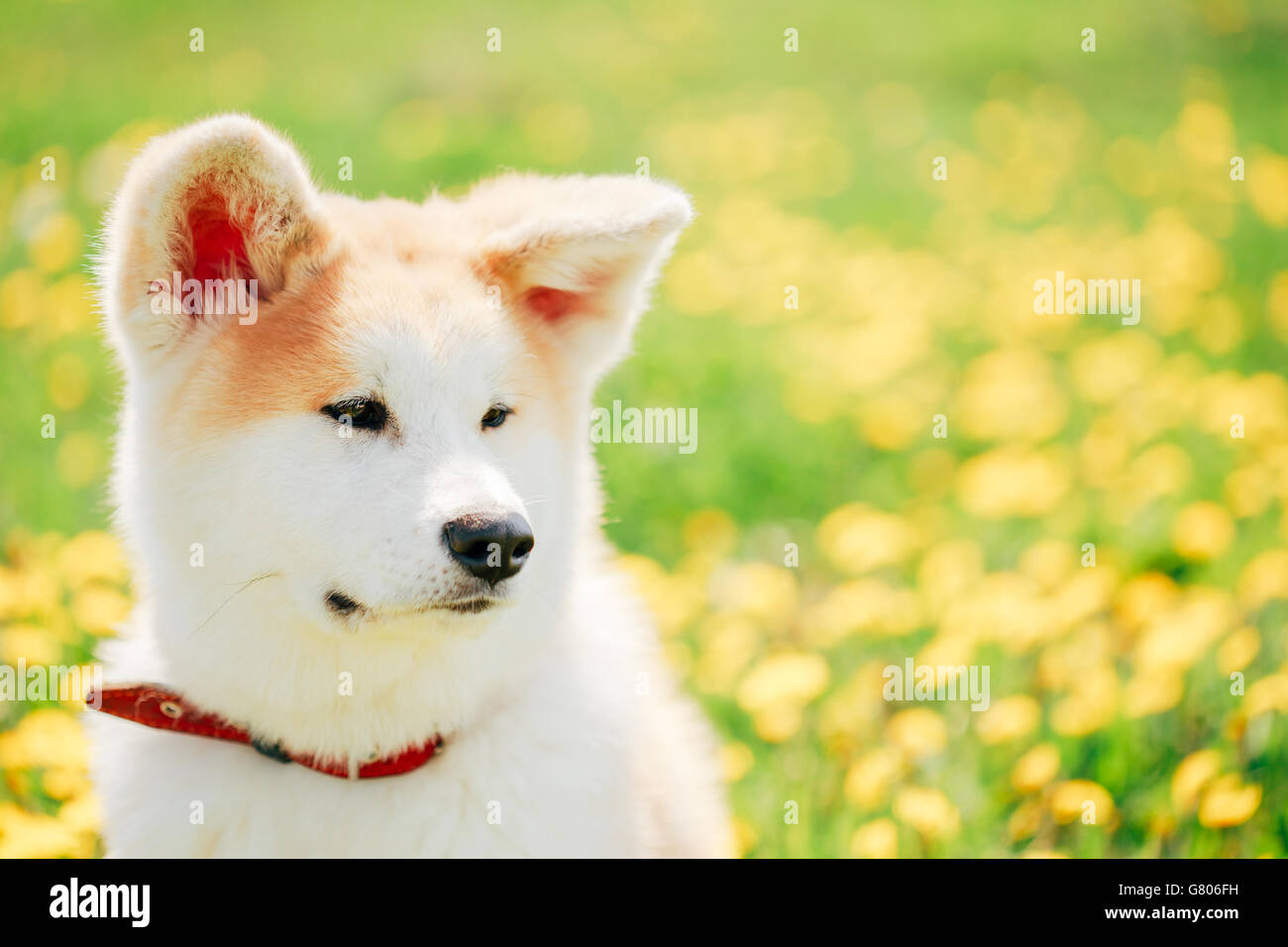 Portrait de chien Akita ou Akita Inu Chiot Akita japonais, assis dans l'herbe verte Piscine Banque D'Images