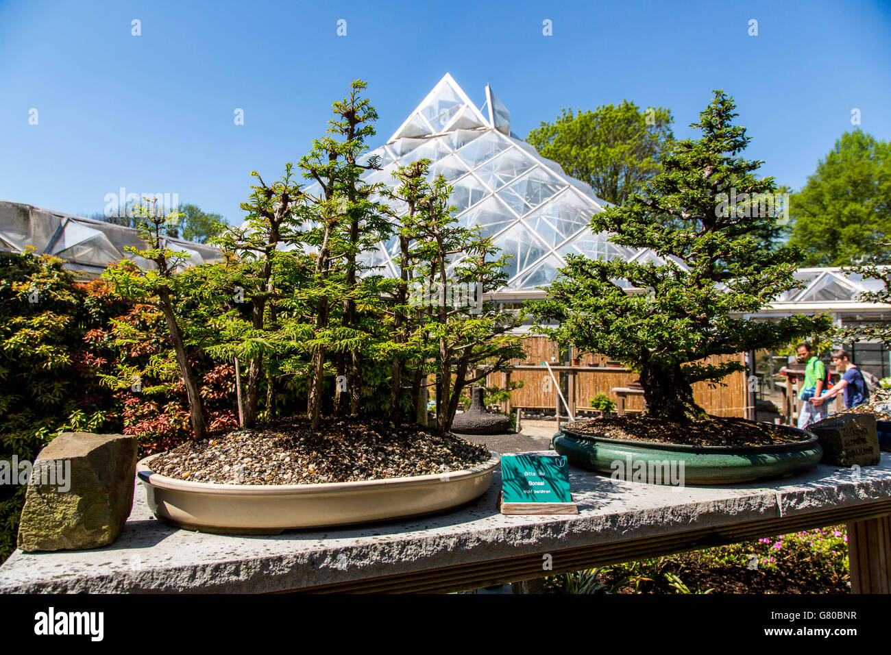 Le parc Grugapark Essen en Allemagne, un parc municipal dans le centre-ville, avec beaucoup de plantes, les jardins, les animaux et l'activité de loisirs Banque D'Images