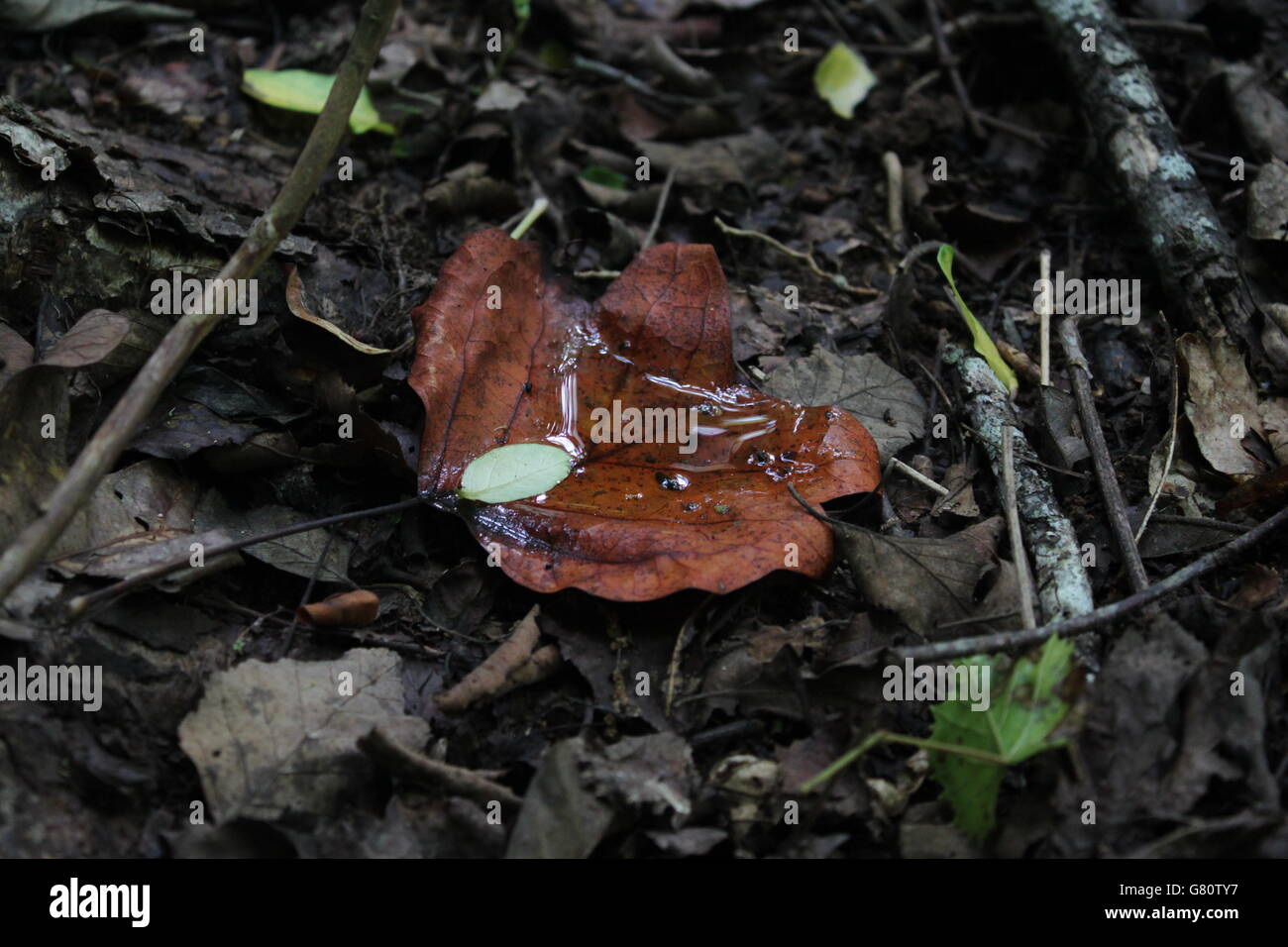 L'eau recueillie dans une feuille d'automne Banque D'Images