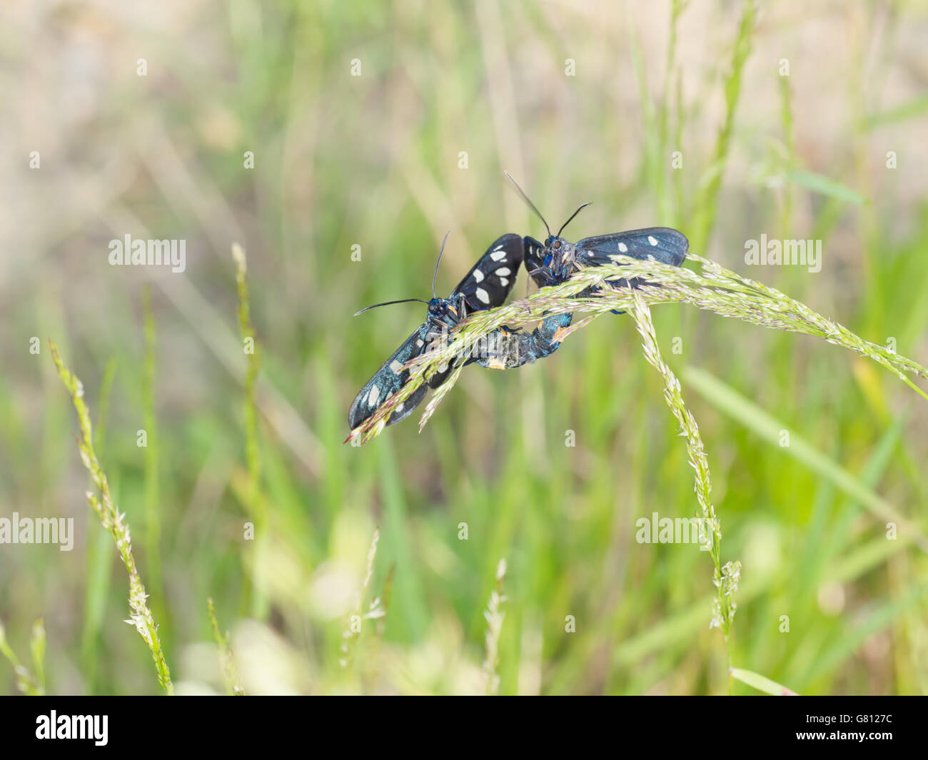 Les papillons de jour Amata phegea paire d'accouplement sur tige d'herbe délicatement équilibré. Banque D'Images