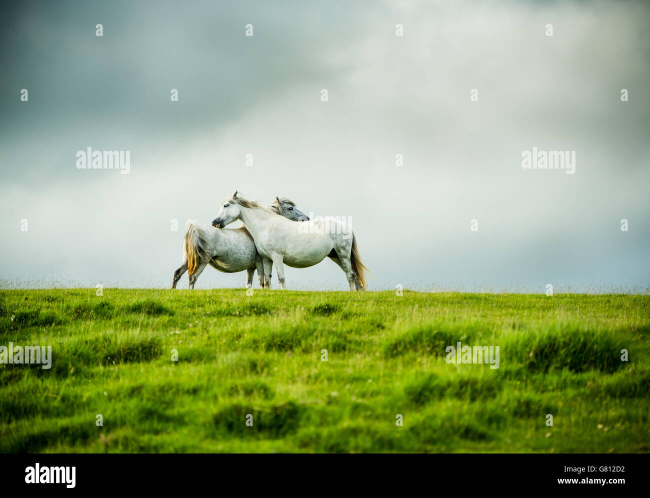 Deux chevaux gris sauvage, l'amour gratuit. Paysage de lande spectaculaire avec ciel d'orage. Banque D'Images
