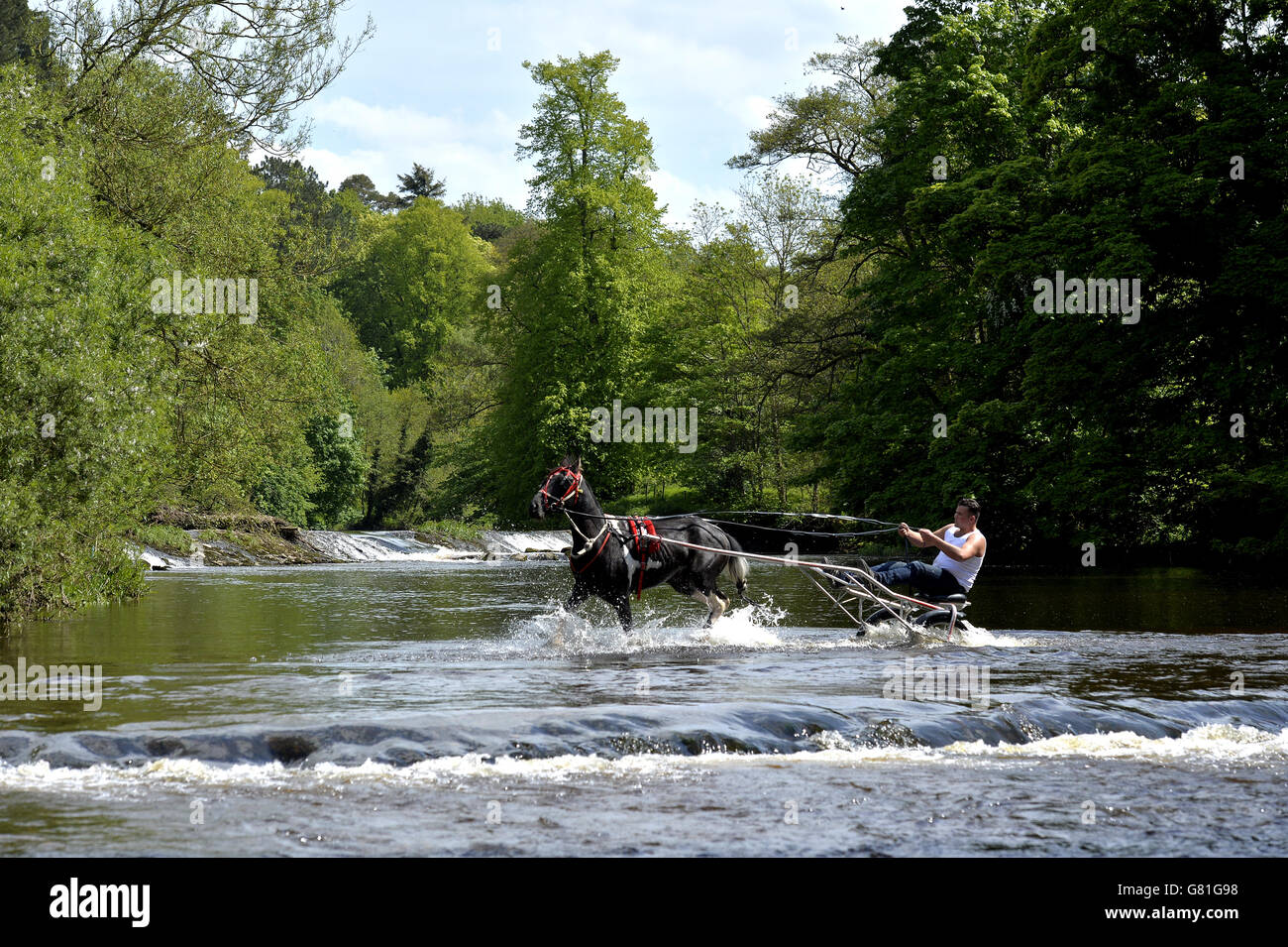 Les membres de la communauté itinérante prennent le cheval et les pièges dans la rivière Eden au début de la foire du cheval Appleby, le rassemblement annuel des gitans et des voyageurs à Appleby, Cumbria. Banque D'Images