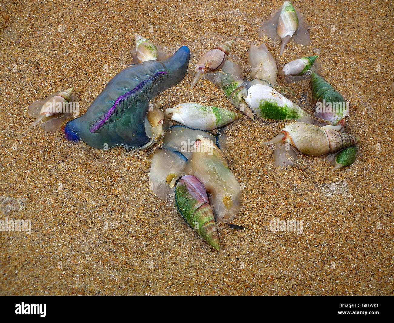 Coquillages colorés et portugais-de-guerre sur les méduses, plage (Physalia physalis), Eastern Cape, Afrique du Sud, le 14 décembre 2011 Banque D'Images