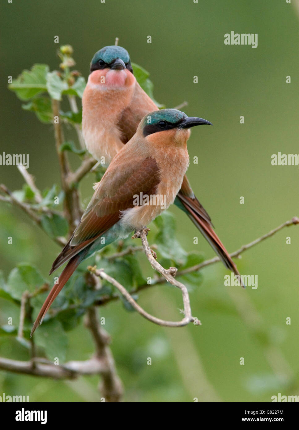 Le sud de Carmine Guêpier (Merops nubicoides), Kruger National Park, Afrique du Sud Banque D'Images