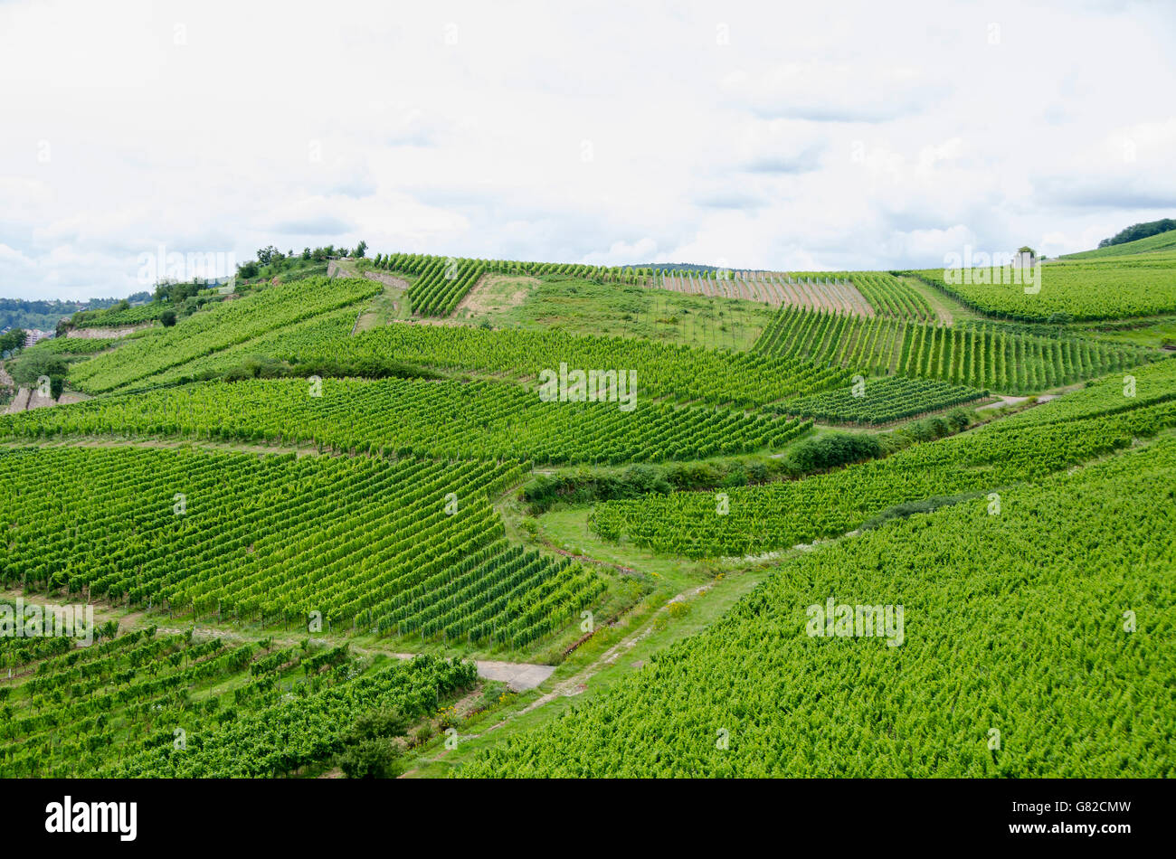 View of vineyard à Bingen am Rhein against sky Banque D'Images