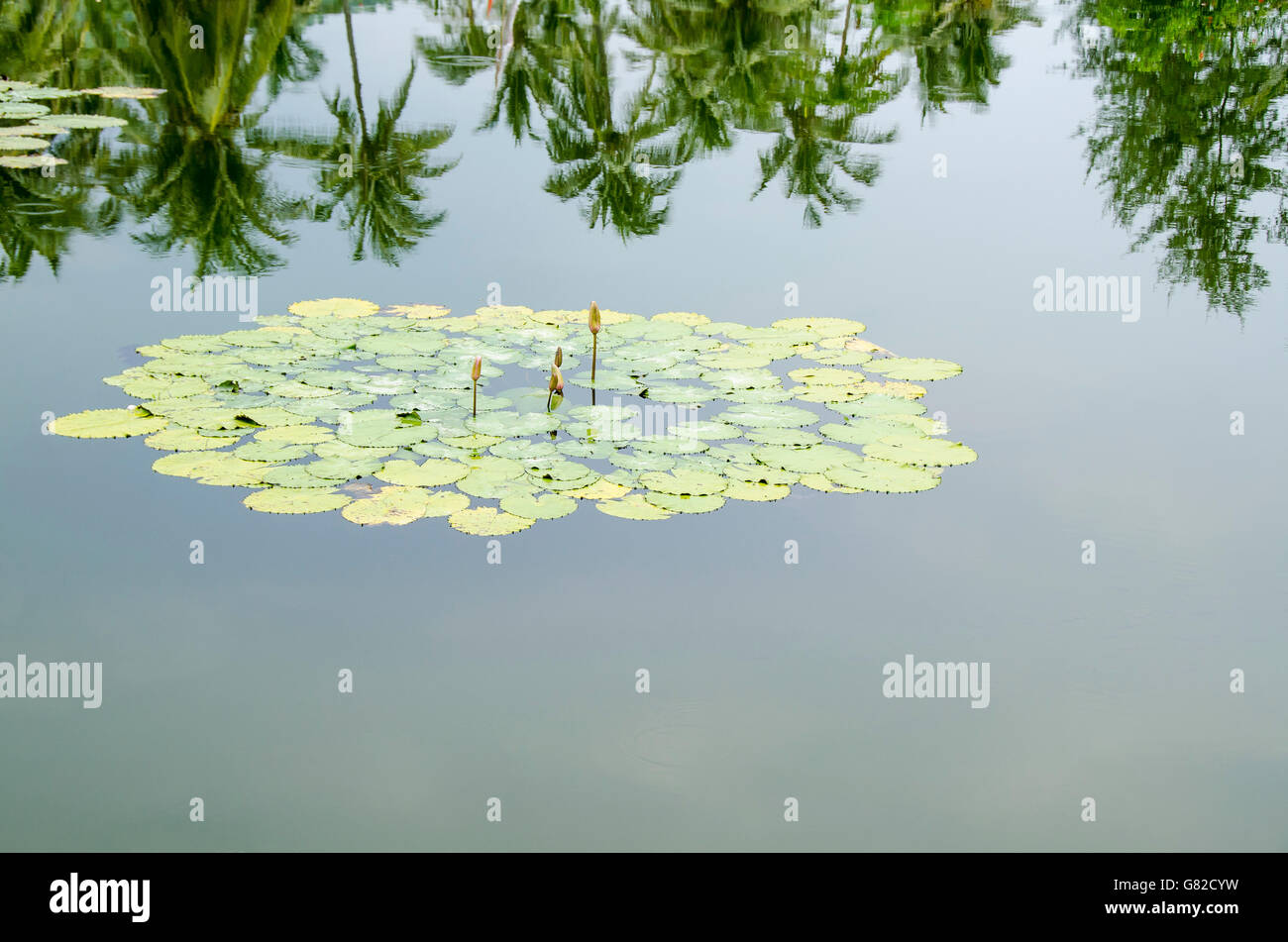 Nénuphars et croissance des bourgeons dans le lac avec la réflexion Banque D'Images