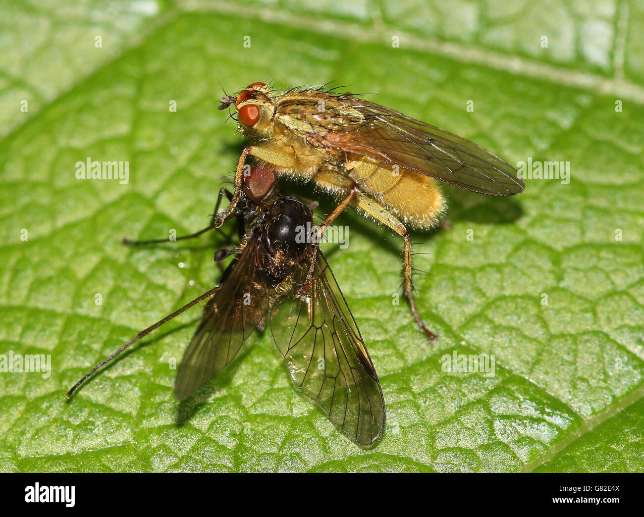 La bouse d'or jaune ou voler (Scatophaga stercoraria) se nourrissent d'un autre insecte Banque D'Images