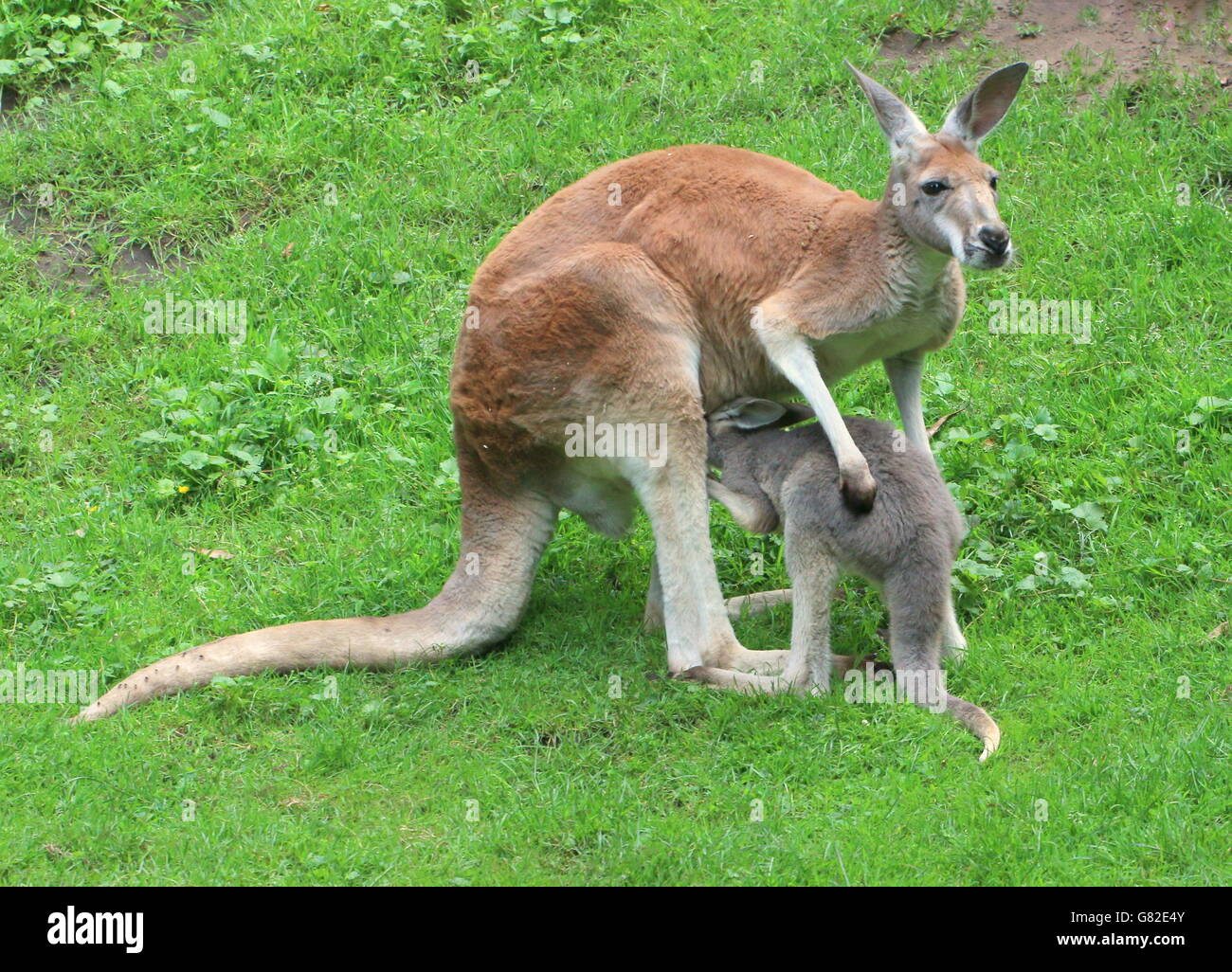 Australian Red femelle kangourou (Macropus rufus) avec son joey sur le point d'entrer dans sa pochette Banque D'Images