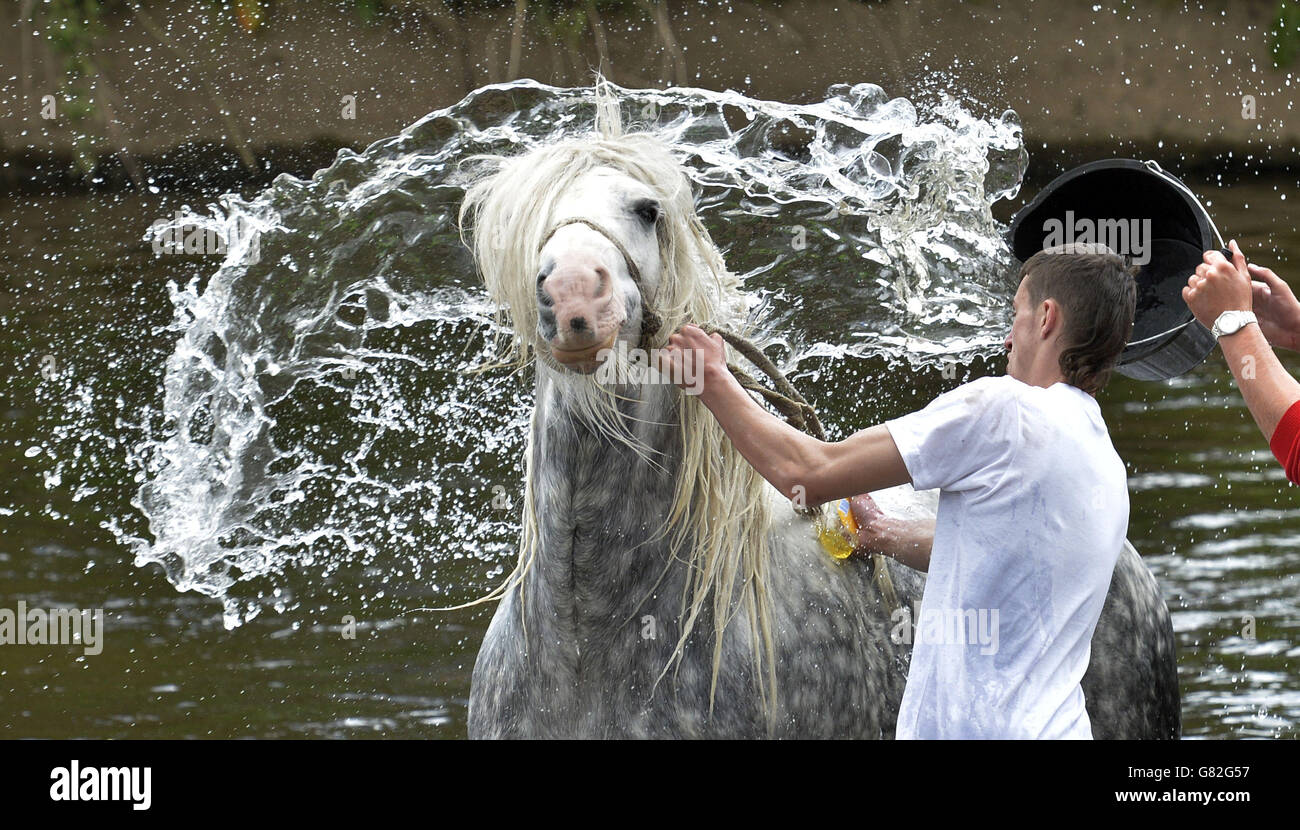 Un cheval se baigne dans la rivière Eden à la Foire du Cheval à Appleby, Cumbria, le rassemblement annuel des gitans et des voyageurs. Banque D'Images