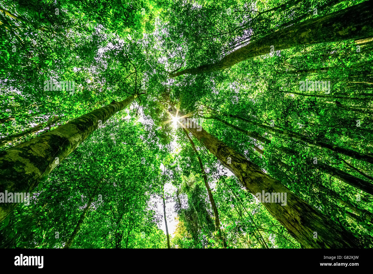 À la cime des arbres le ciel pour Banque D'Images