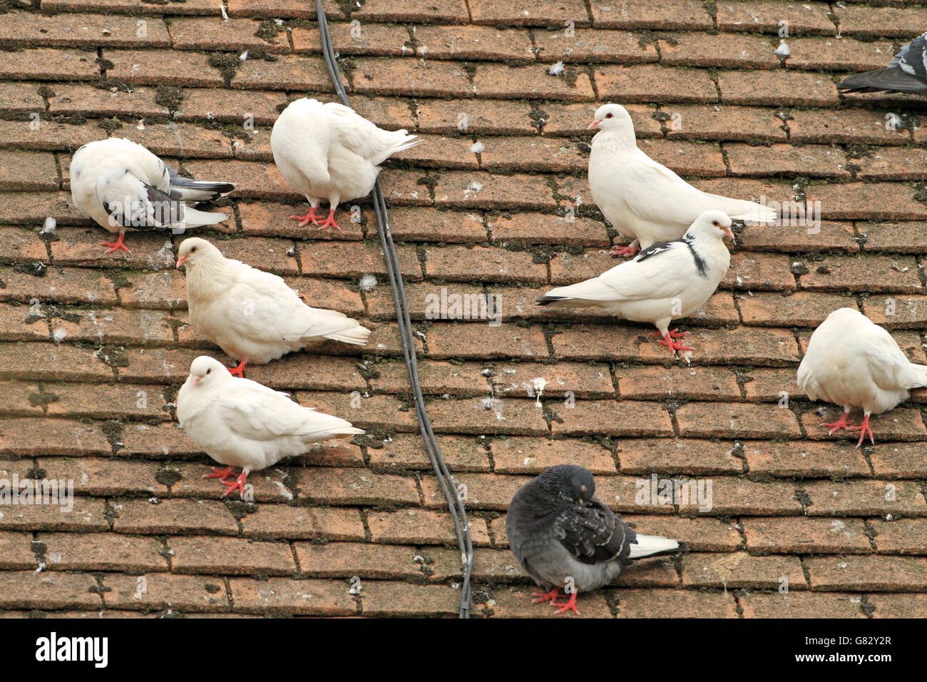 Tourterelles domestiques sur toit de maison, montrant des signes d'hybridation avec les pigeons sauvages locales Banque D'Images