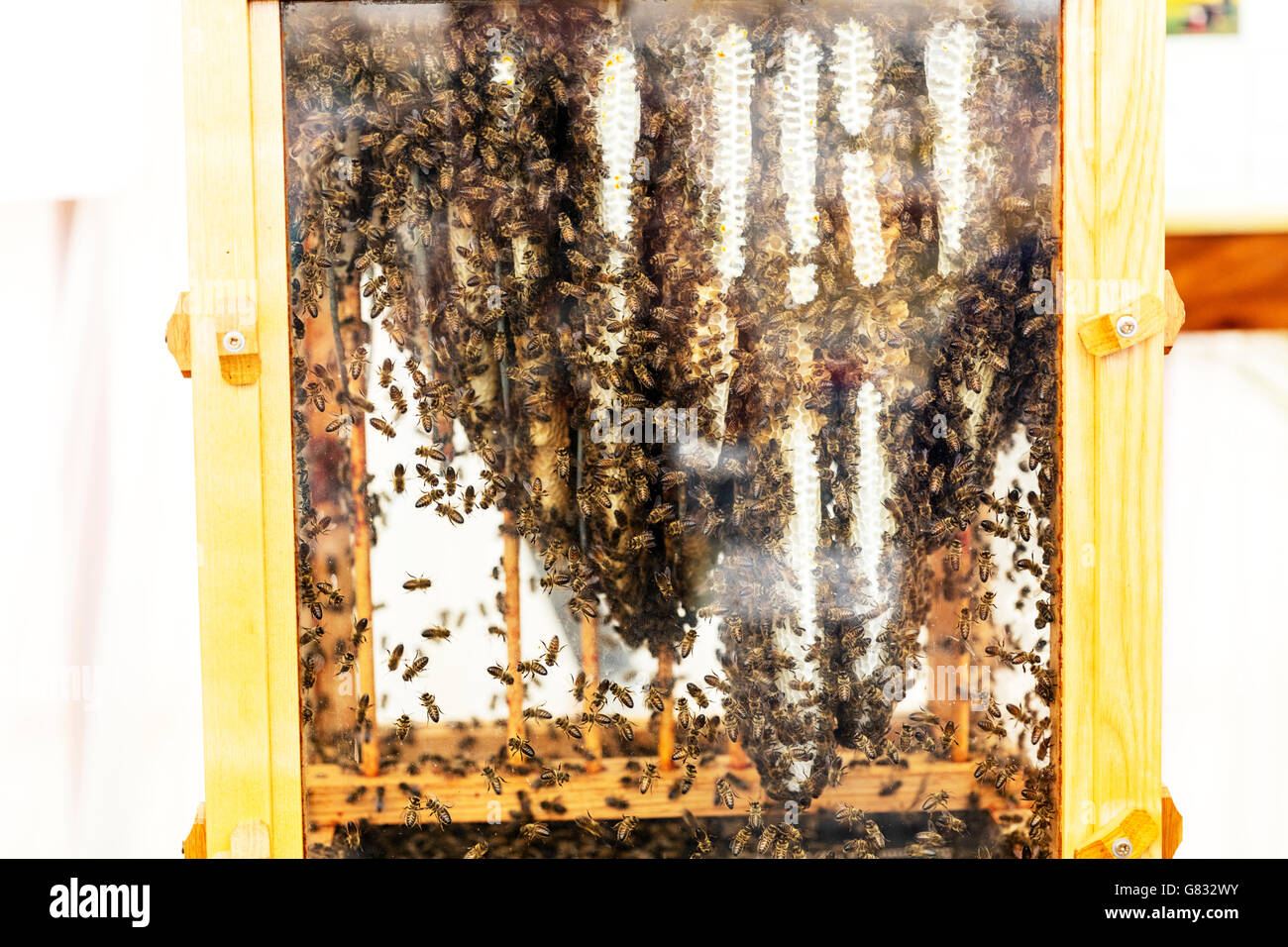 L'intérieur de la ruche rucher abeilles ouvrières de fabriquer le miel miel intérieur UK Angleterre GO Banque D'Images