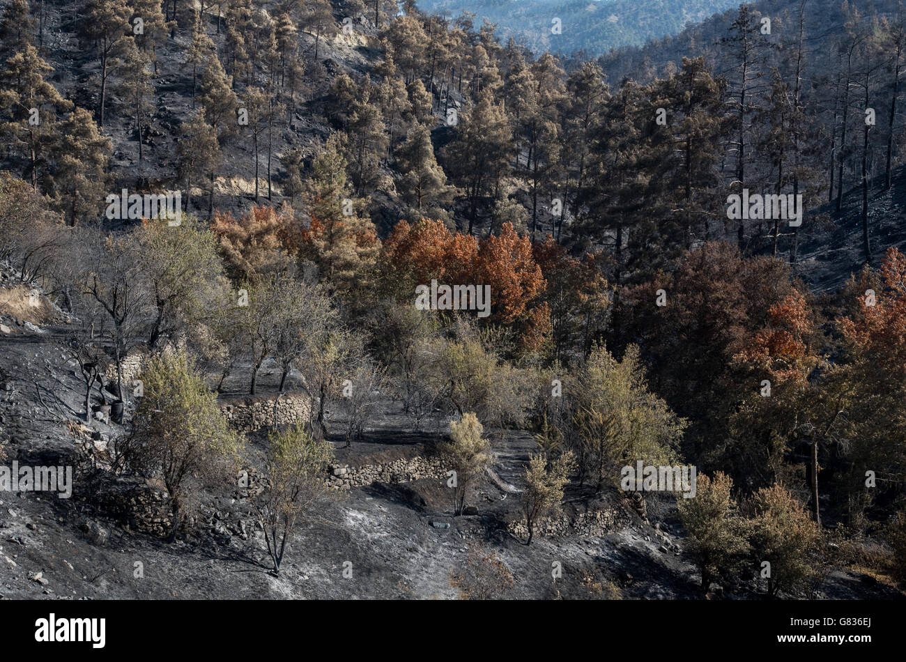 Les forêts et les arbres après un grand feu de forêt dans les montagnes de Troodos à Chypre qui a créé un grand dommage à l'environnement. Banque D'Images