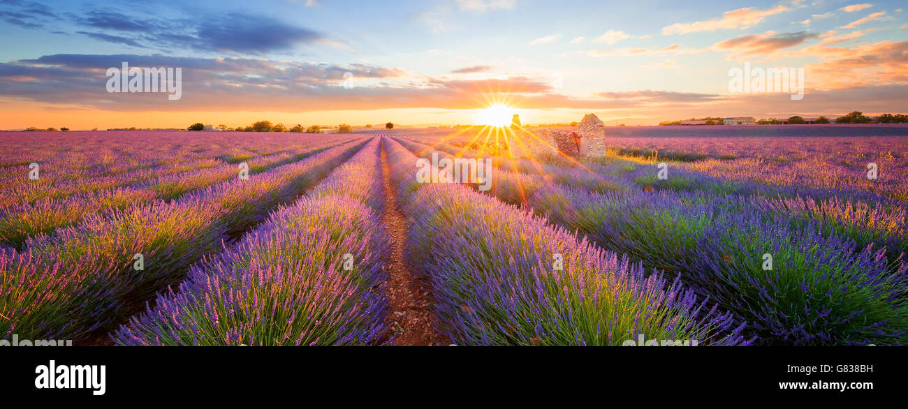 Vue panoramique de la lavande a déposé à Valensole. Provence, France Banque D'Images