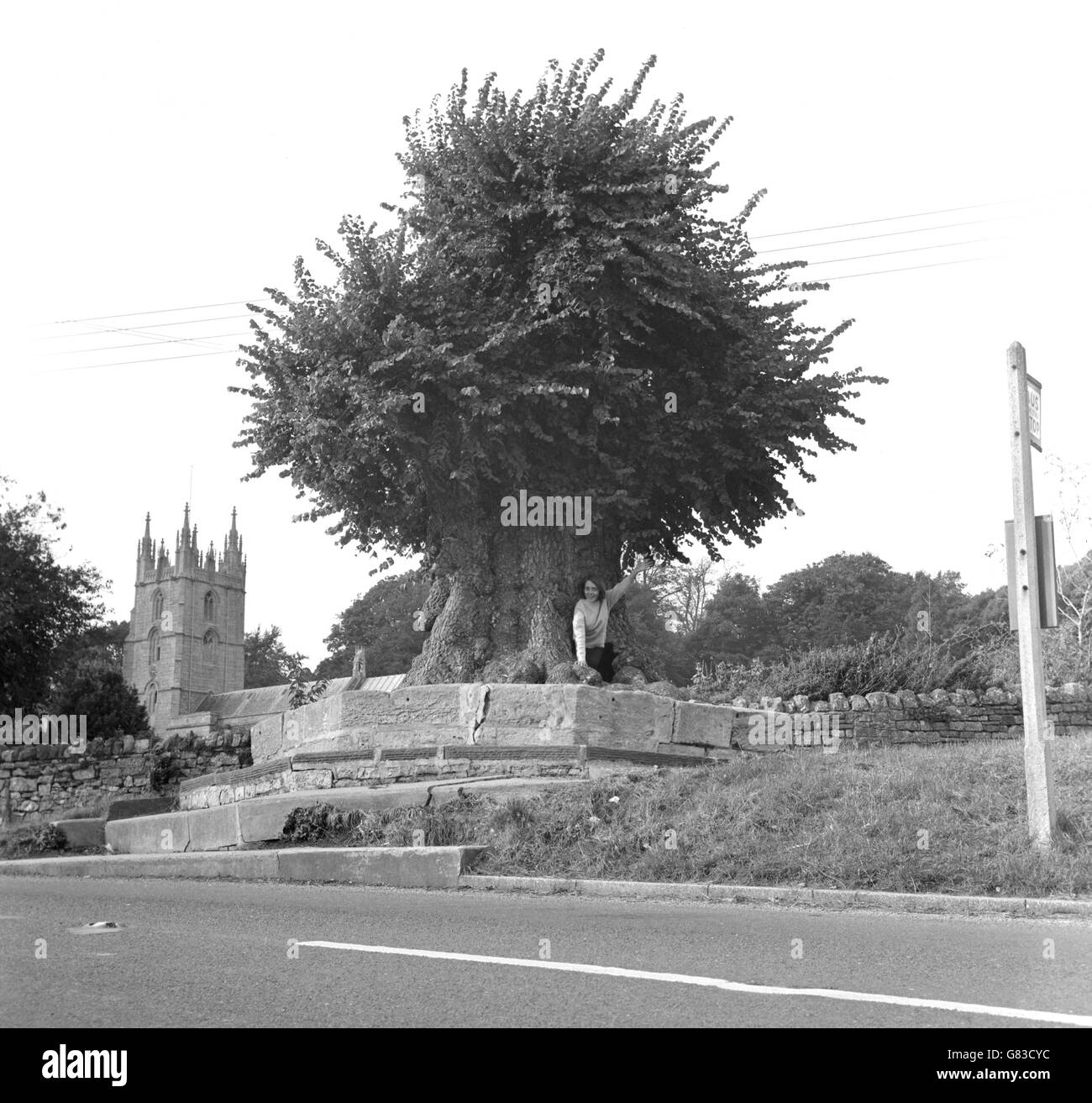 Un arbre de wych-elm à Wraxall dans le Somerset, qui pousse sur le site de la croix du vieux village depuis au moins 300 ans. Il est creux, avec assez d'espace à l'intérieur pour 10 personnes. Julie Symmons de Clevedon est vue grimper hors du petit trou dans le tronc. Banque D'Images