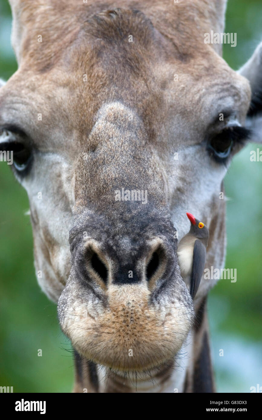 Girafe (Giraffa) et Redbilled Oxpecker (Buphagus erythrorhynchus), Kruger National Park, Afrique du Sud Banque D'Images