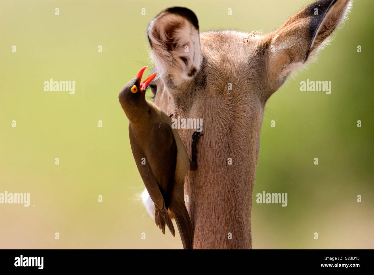 Impala (Aepyceros melampus) et Redbilled Oxpecker (Buphagus erythrorhynchus), Kruger National Park, Afrique du Sud Banque D'Images