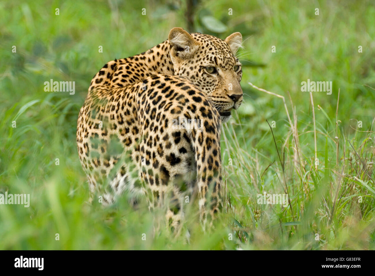 Leopard (Panthera pardus), Kruger National Park, Afrique du Sud Banque D'Images