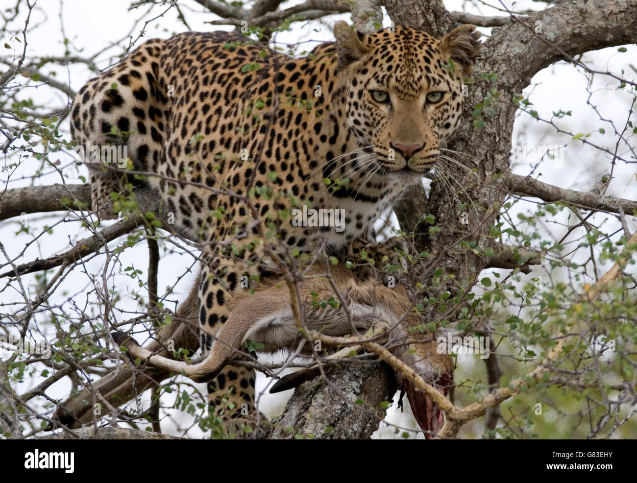 Leopard (Panthera pardus), Kruger National Park, Afrique du Sud Banque D'Images