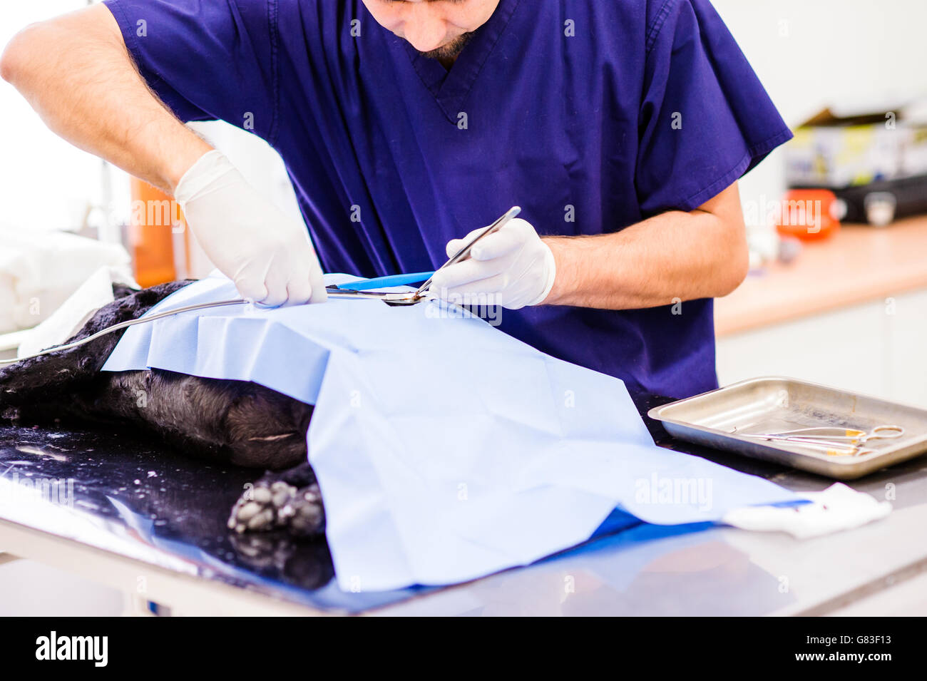 Un chien est exploité dans une clinique vétérinaire. Banque D'Images