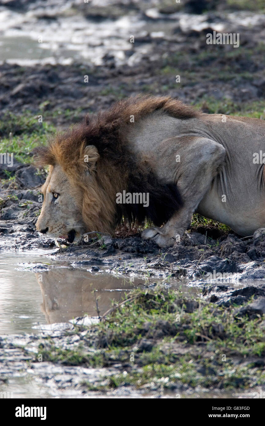 L'eau potable Lion, Kruger National Park, Afrique du Sud Banque D'Images