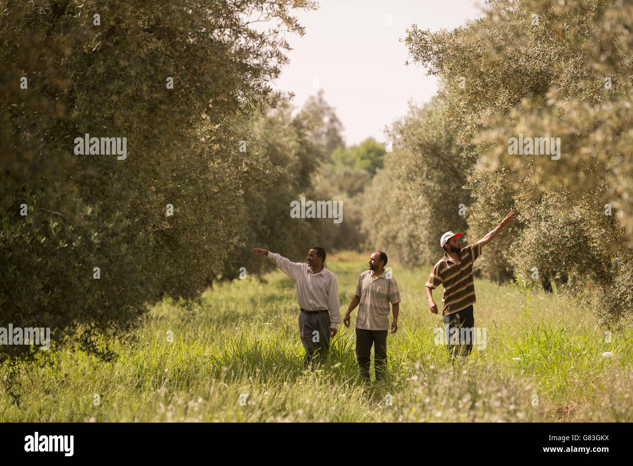Inspecter les agriculteurs une oliveraie à l'Ourika, Maroc. Banque D'Images