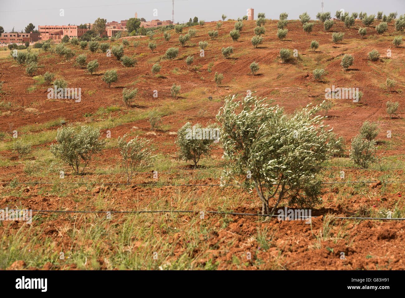 Un arbre d'olive grove est irriguée à l'extérieur de la ville de S'Hak, au centre du Maroc. Banque D'Images