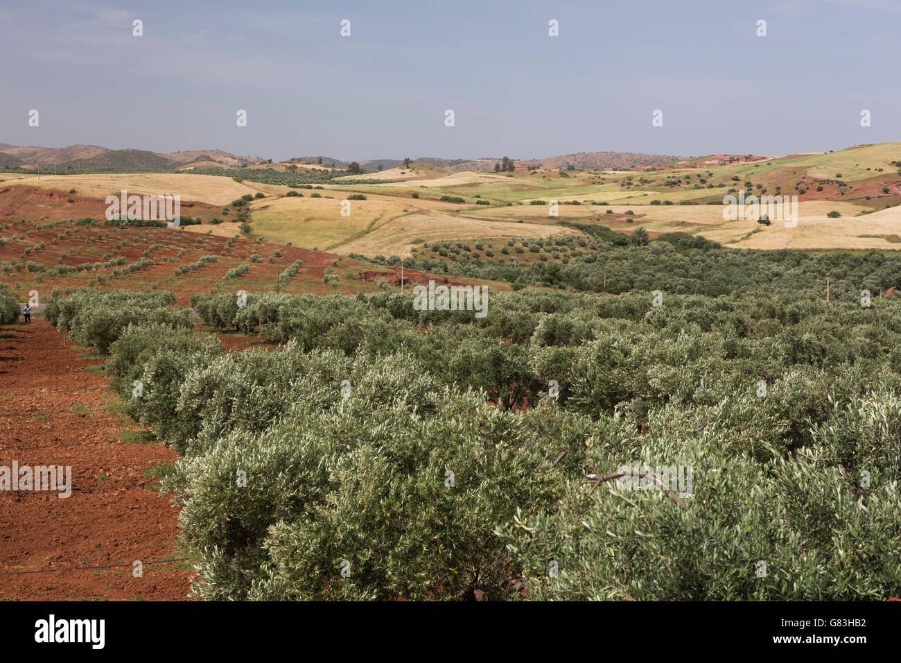 Un arbre d'olive grove est irriguée à l'extérieur de la ville de S'Hak, au centre du Maroc. Banque D'Images