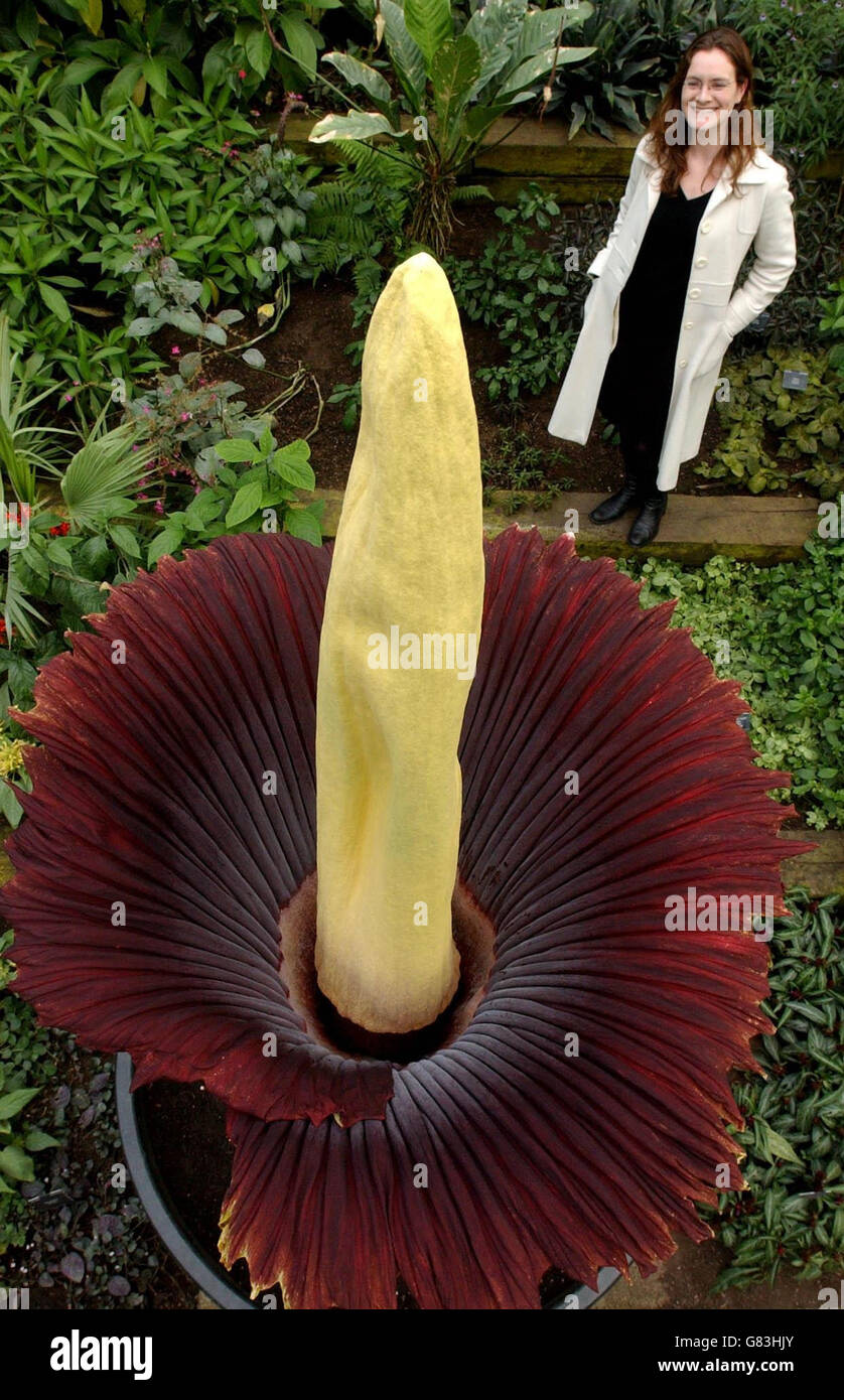 Un rare nénuphars titan se dresse fièrement à la maison du jardin botanique royal. Banque D'Images