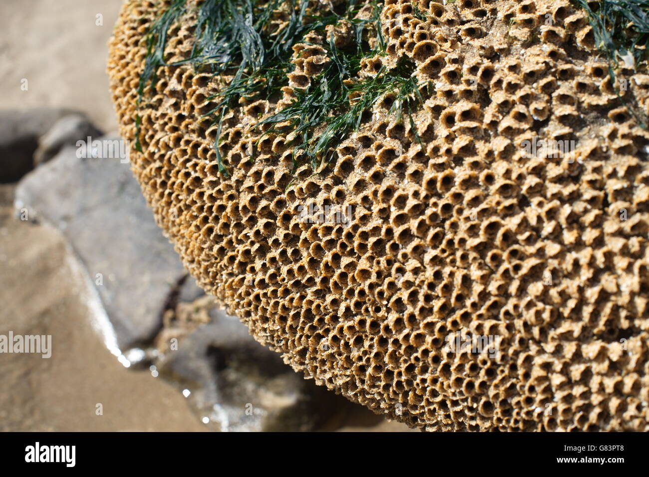 Les vers segmentés colonie de former un nid de sable et des éclats d'obus sur la plage sur la Gower , Swansea, se réveille Banque D'Images