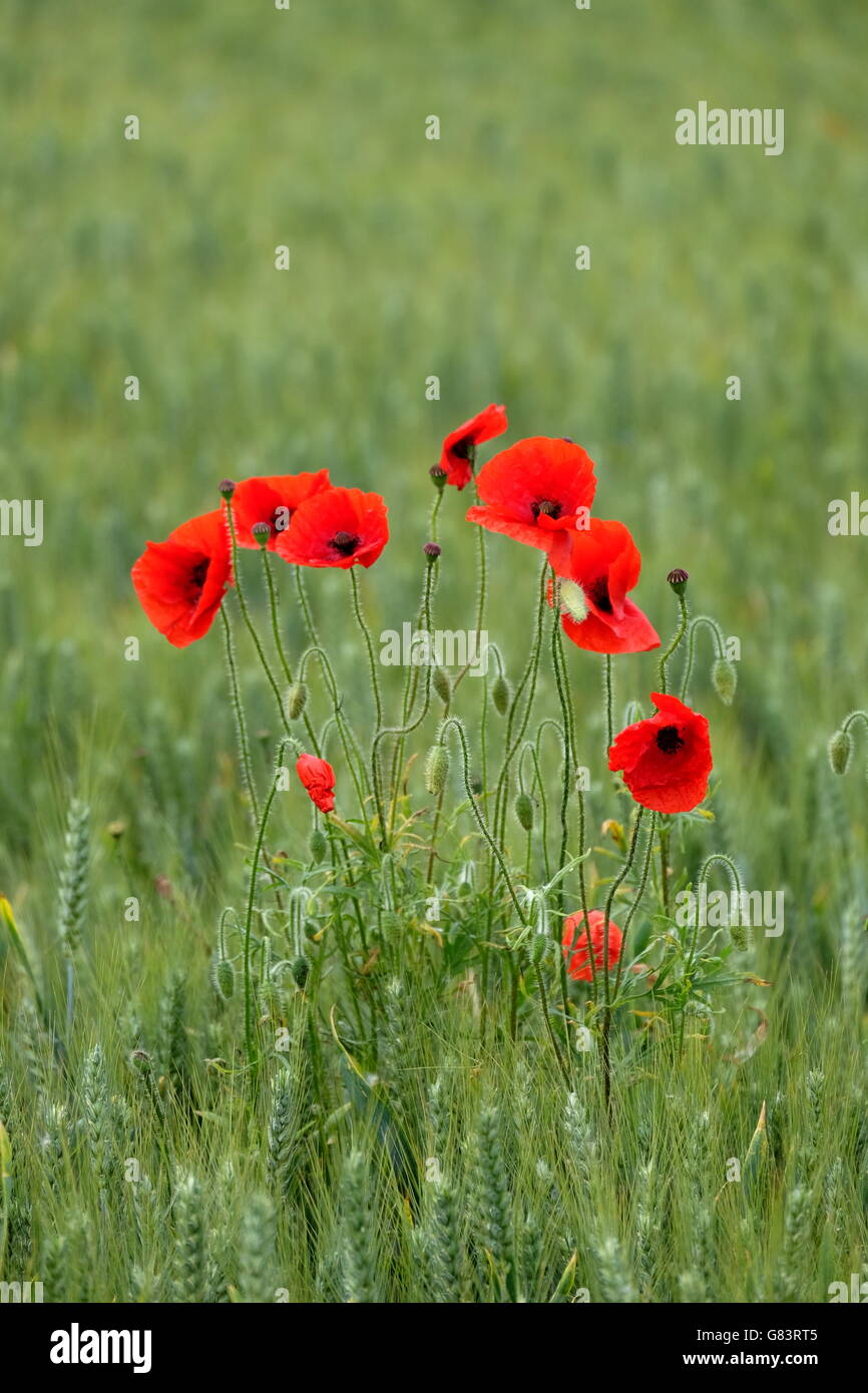 Coquelicots dans un champ Banque D'Images