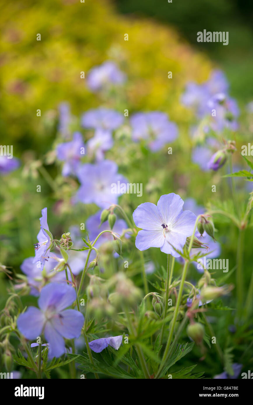 Geranium pratense bleu pâle dans un jardin d'été. Banque D'Images