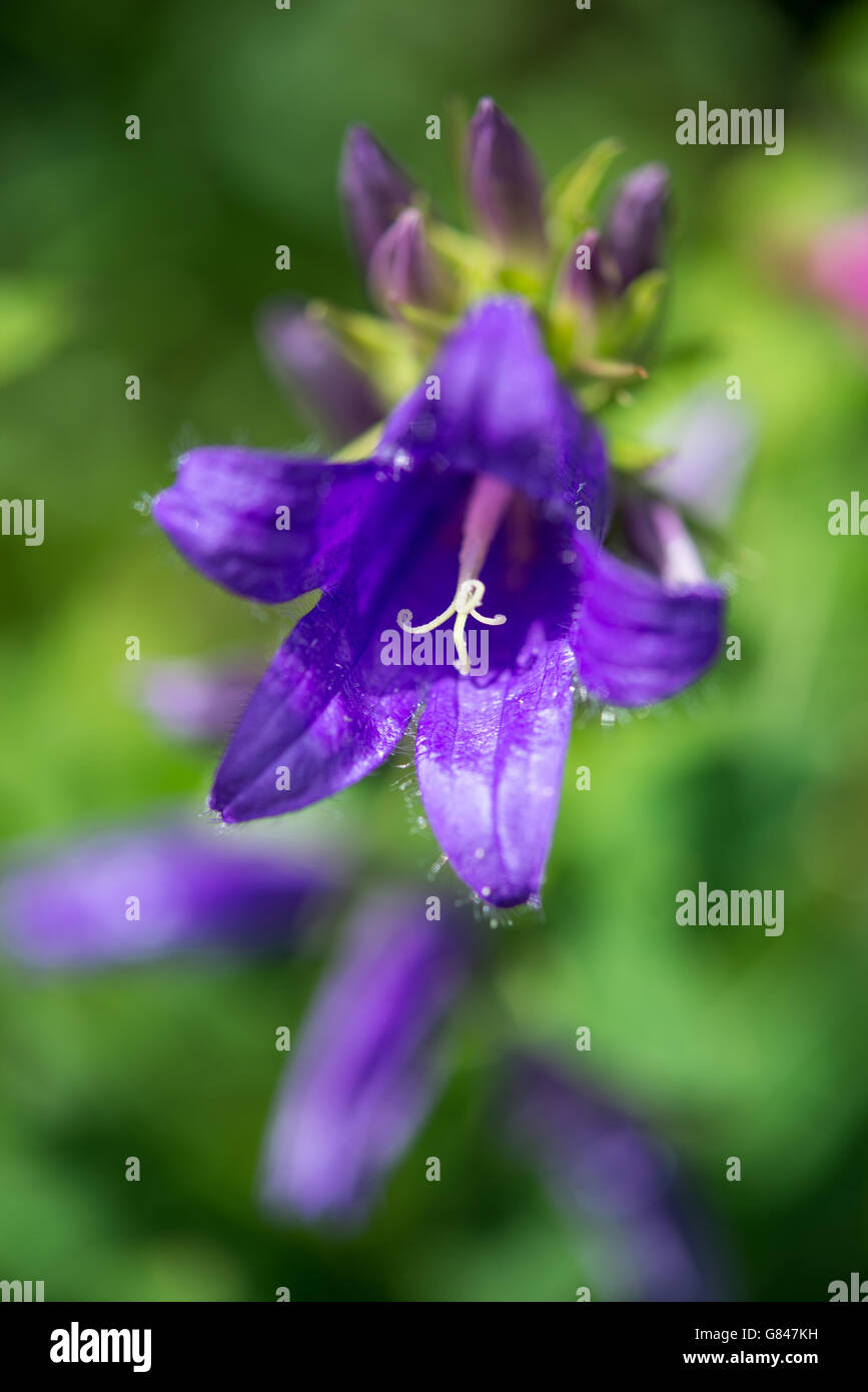 Close up d'un profond violet/bleu Campanula latifolia avec de grandes fleurs en forme de cloche. Banque D'Images