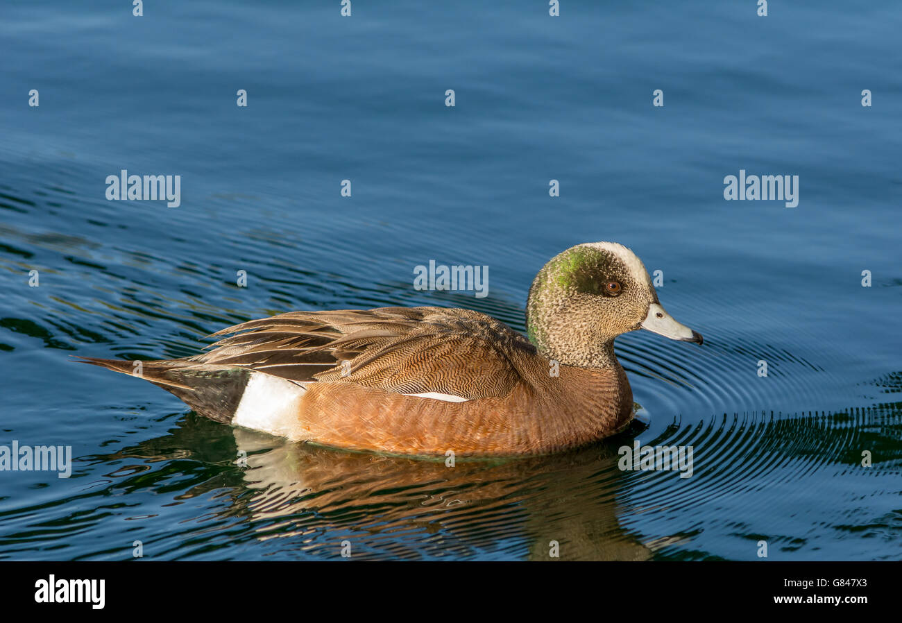 Le Canard d'Amérique mâle nageant à travers l étang à Cerritos Heritage Park à Cerritos, Californie Banque D'Images