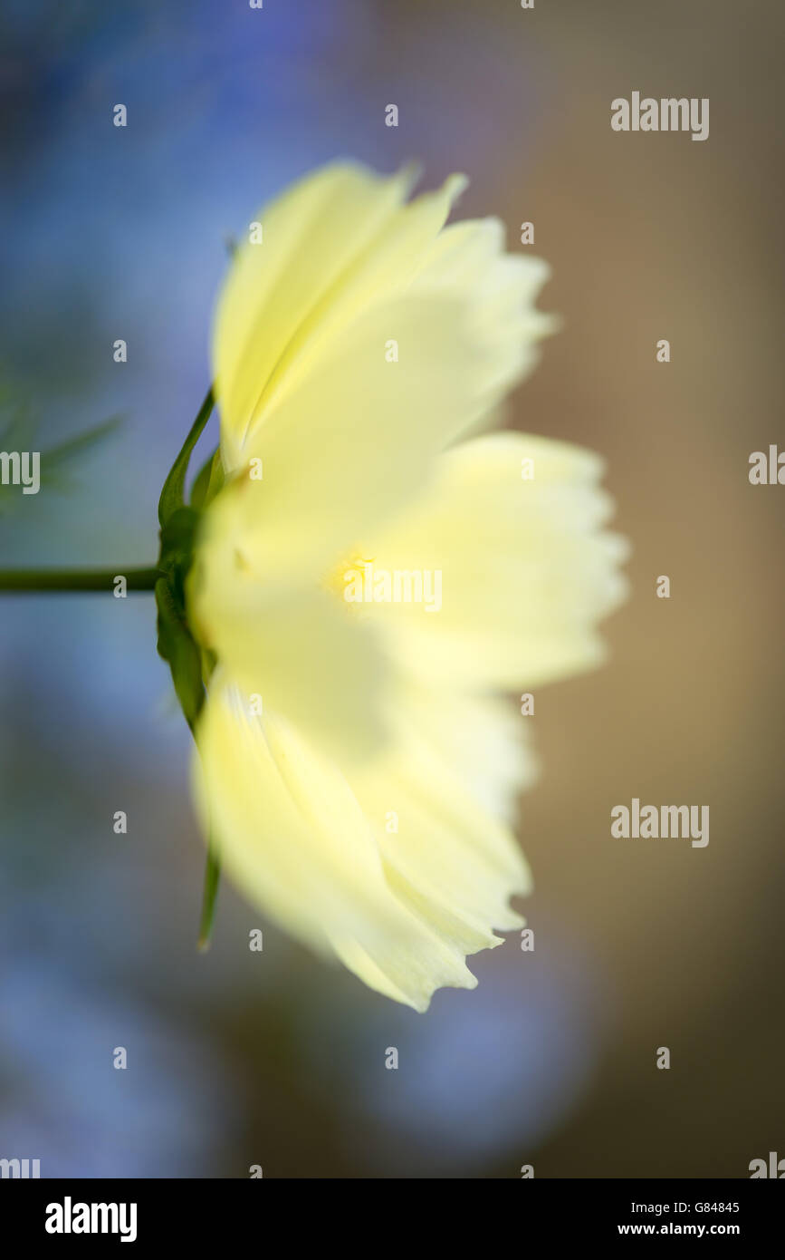 Fleur Cosmos jaune clair avec un fond de bleu. Banque D'Images