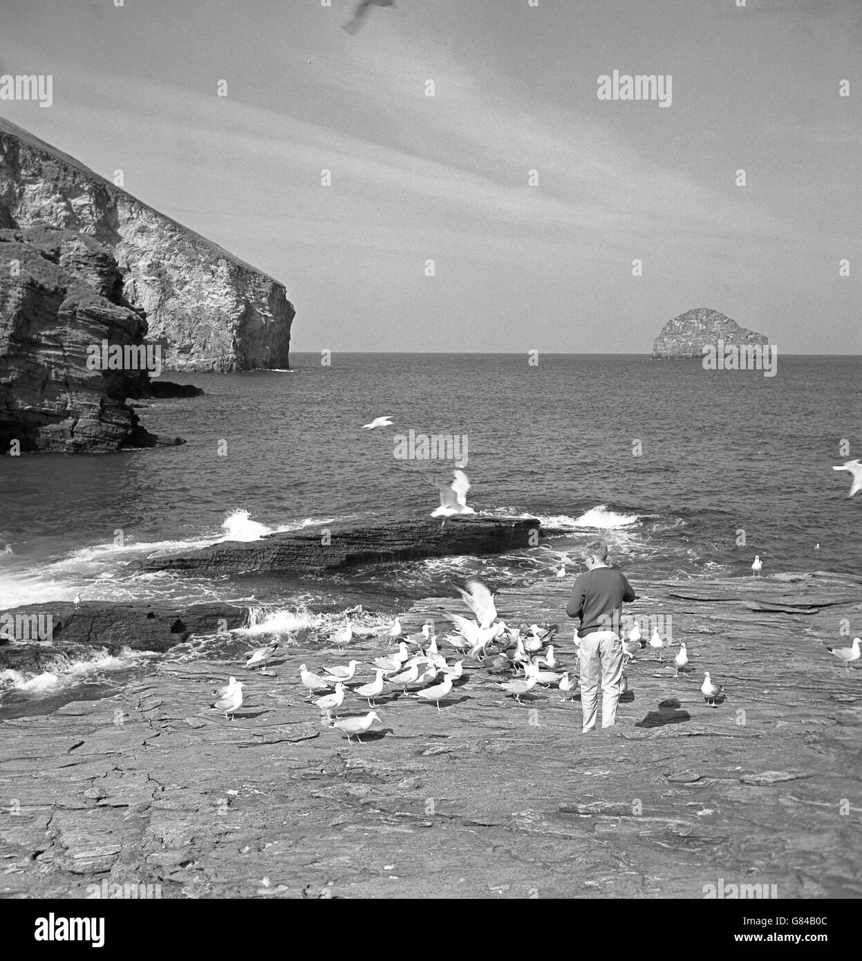 Les goélands affluent à un visiteur de Trebarwith Strand, un endroit de beauté sur la côte atlantique de Cornouailles. Banque D'Images