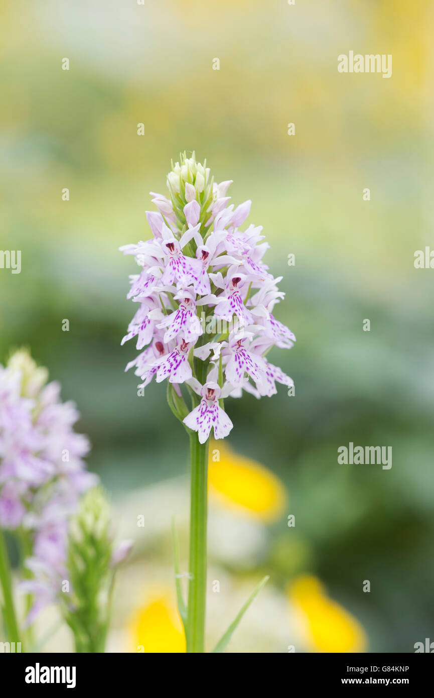 Dactylorhiza maculata. Repéré dans les orchidées Heath RHS Alpine house Harlow Carr. Harrogate, Royaume-Uni Banque D'Images