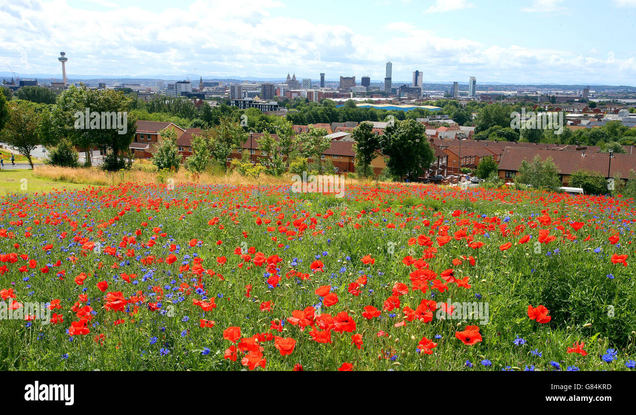 Des milliers de fleurs sauvages ont été plantées dans « Wild Streets » pour commémorer la démolition de l'une des zones de classe ouvrière les plus densément peuplées de Grande-Bretagne, Everton Park, Liverpool, alors que la campagne Grow Wild rassemble des personnes et des communautés pour semer, cultiver et soutenir les fleurs indigènes du Royaume-Uni. Banque D'Images