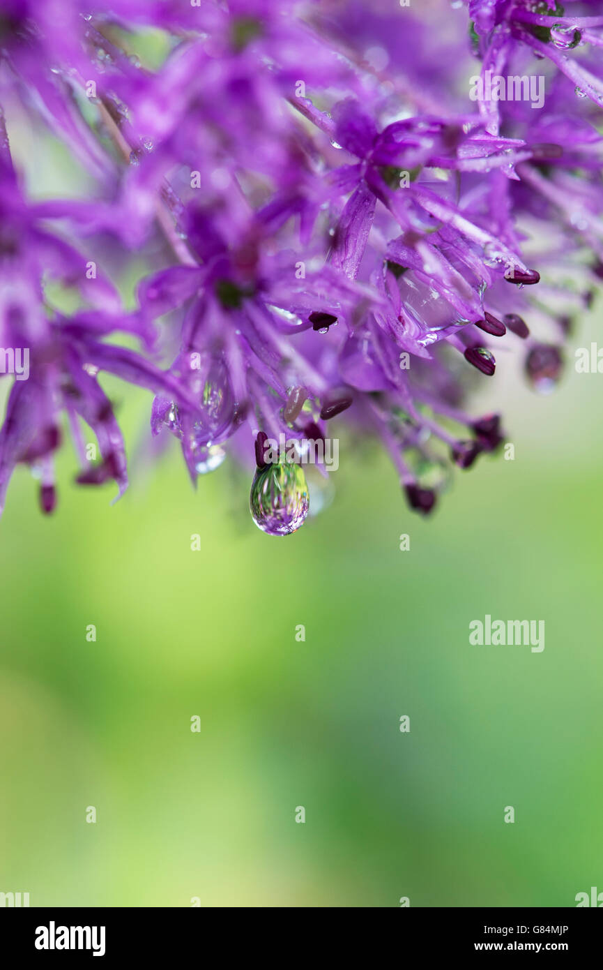 Allium hollandicum 'Purple Sensation'. Oignon ornemental. Gouttes de pluie sur une fleur d'Allium au printemps Banque D'Images