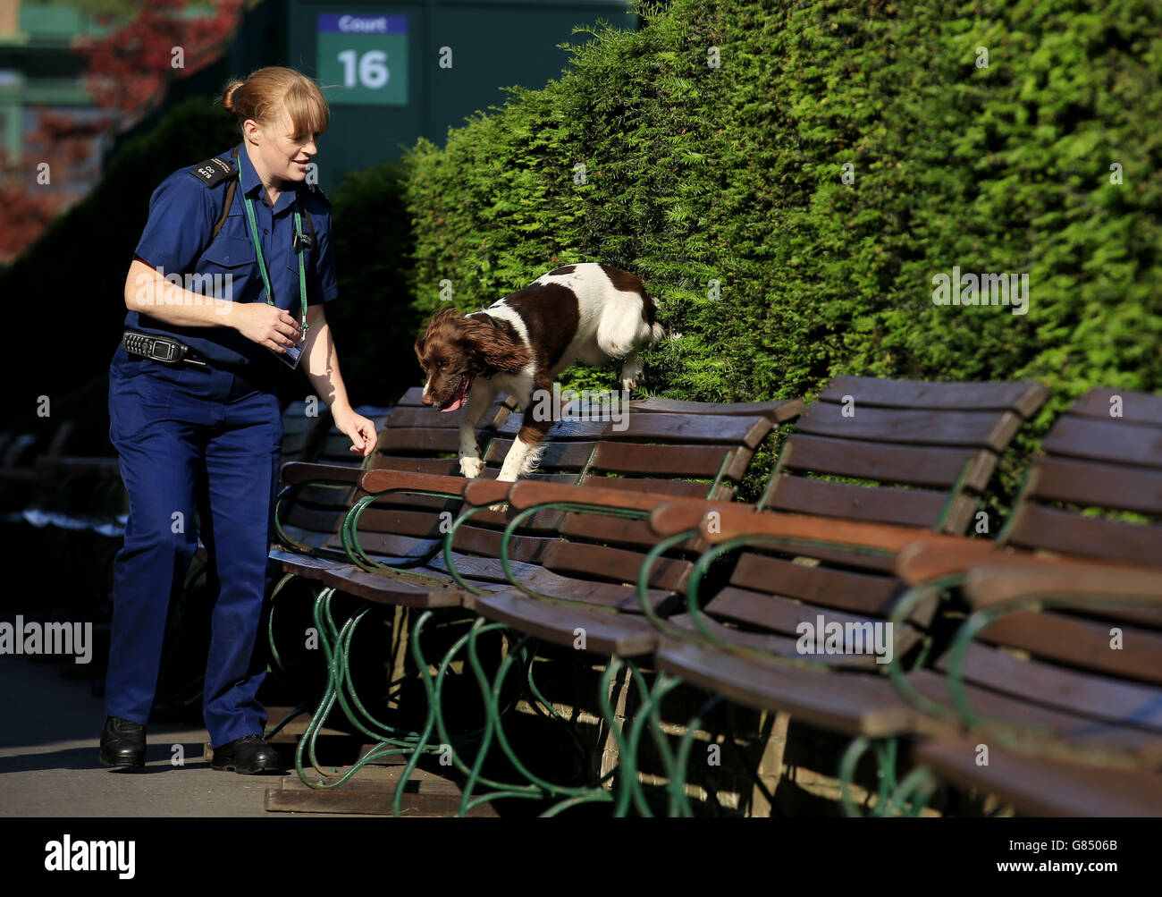 Un chien de police de détection d'explosifs travaille avec son maître par court 16 pendant le dixième jour des Championnats de Wimbledon au All England Lawn tennis and Croquet Club, Wimbledon. Banque D'Images