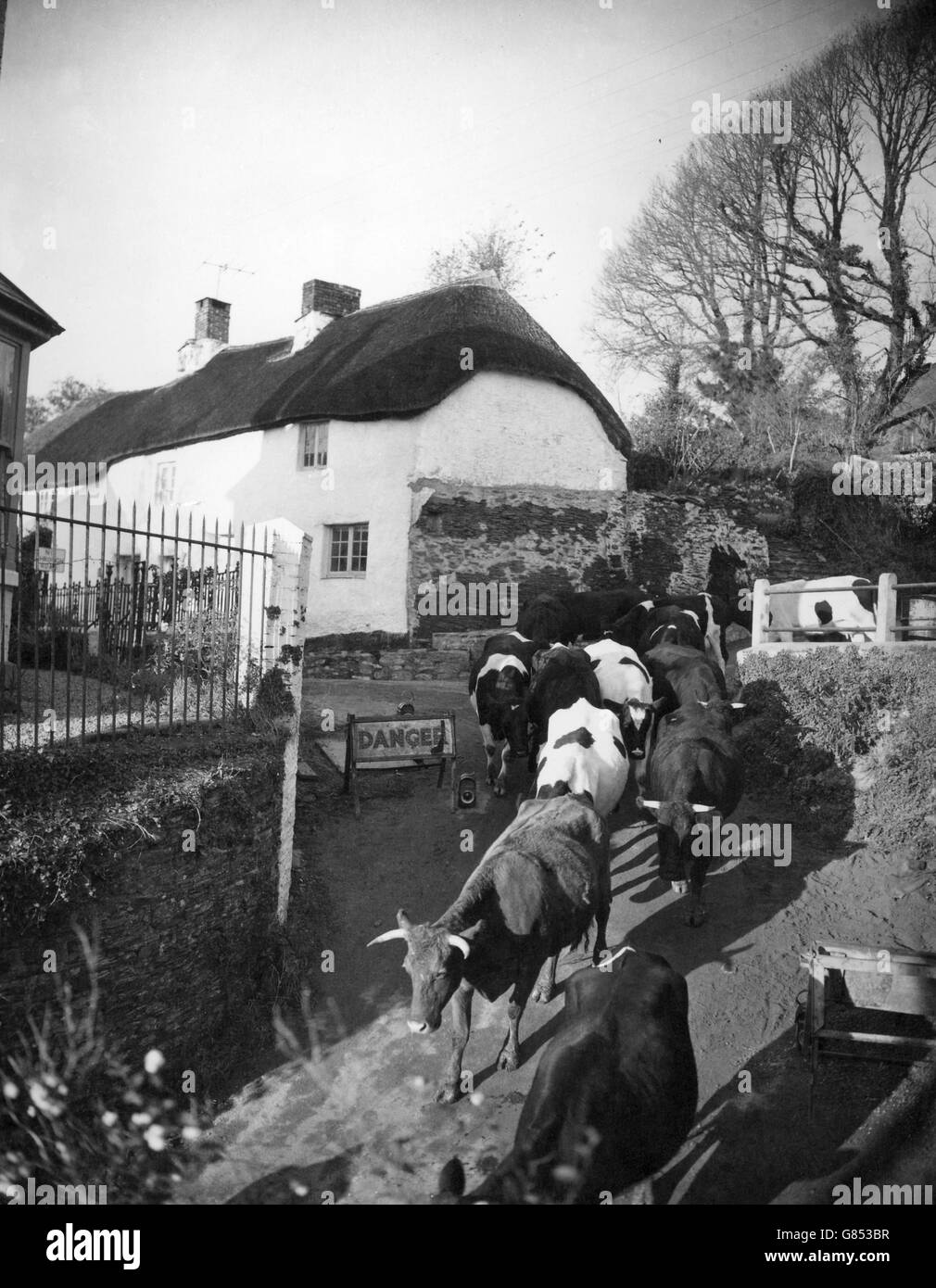 Les vaches marchent jusqu'au pâturage après les chalets du XVIIe siècle dans le village de Bantham à Devon. Banque D'Images